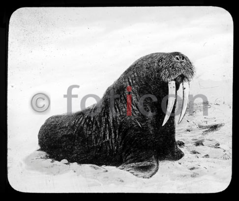 Walross | Walrus - Foto foticon-600-simon-meer-363-013-sw.jpg | foticon.de - Bilddatenbank für Motive aus Geschichte und Kultur